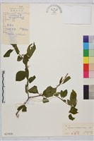 藏品(朝鮮鼠李)的圖片