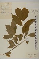 藏品(短翅衛矛)的圖片