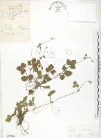 藏品(蛇莓、地莓、龍吐珠)的圖片