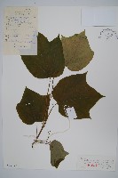 藏品(八角楓)的圖片