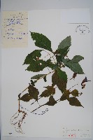 藏品(野鳳仙花)的圖片