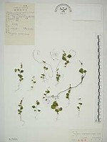 藏品(小扁豆)的圖片