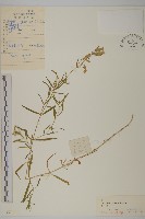 藏品(匍生蠅子草)的圖片