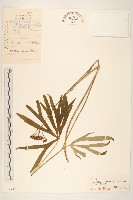 藏品(兔兒傘)的圖片