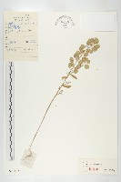 藏品(凹果菥蓂、遏藍菜)的圖片