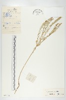 藏品(腺獨行菜)的圖片