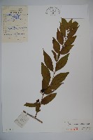 藏品(長白忍冬)的圖片