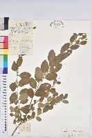 藏品(葉底珠、市蔥密花葉底珠)的圖片