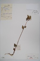 藏品(紫斑風鈴草)的圖片