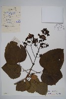 藏品(梓樹)的圖片