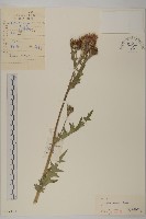 藏品(野薊)的圖片