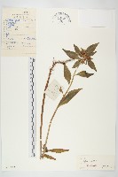 藏品(費菜)的圖片