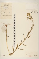 藏品(飛蓬)的圖片