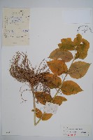 藏品(牛皮消、白薇)的圖片