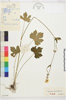 藏品(毛茛)的圖片