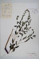 藏品(紫草)的圖片