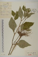 藏品(東風菜)的圖片