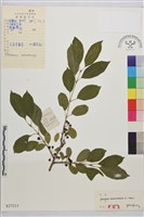 藏品(烏蘇里鼠李)的圖片