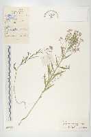 藏品(花旗竿)的圖片