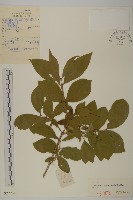 藏品(衛矛)的圖片