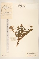 藏品(斑葉蒲公英)的圖片