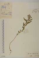 藏品(狹葉藜)的圖片