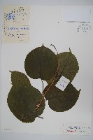 藏品(軟棗獼猴桃)的圖片