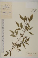 藏品(連錢草)的圖片