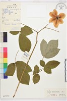 藏品(草芍藥, 山芍葯)的圖片