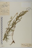 藏品(東北牡蒿)的圖片