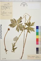 藏品(金蓮花)的圖片