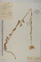 藏品(小紅菊)的圖片