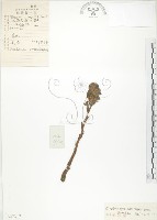 藏品(列當)的圖片