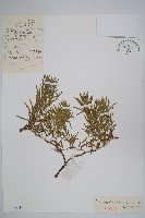 藏品(砂引草)的圖片