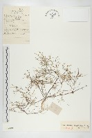 藏品(小花花旗竿)的圖片