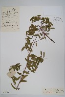 藏品(羅布麻)的圖片