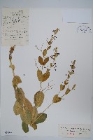 藏品(紫花合掌消)的圖片