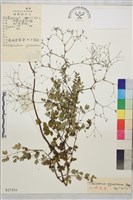 藏品(展枝唐松草)的圖片