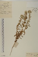 藏品(砂藍刺頭)的圖片