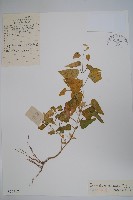 藏品(鵝絨藤)的圖片