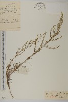 藏品(黃蒿)的圖片