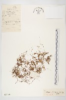 藏品(日本菟絲子)的圖片