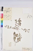 藏品(地錦草)的圖片