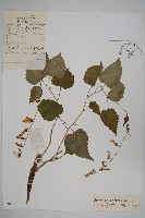 藏品(薺苨)的圖片