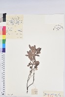 藏品(篤斯)的圖片