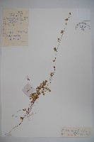 藏品(林奈木)的圖片