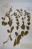 藏品(抱莖白前)的圖片