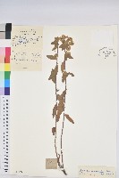 藏品(東北大戟)的圖片