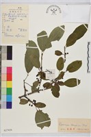 藏品(鼠李、臭李子)的圖片