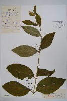 藏品(潮風草)的圖片